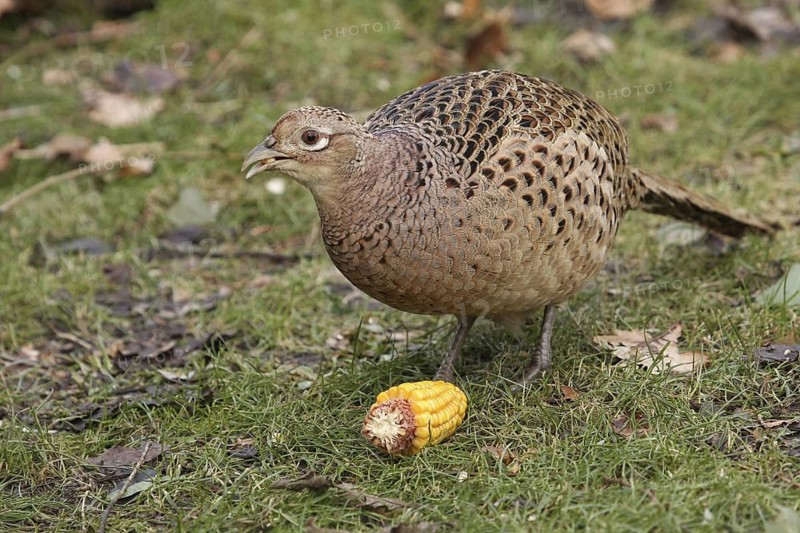 Common Pheasant (Phasianus colchicus) female, Lower Saxony, Germany