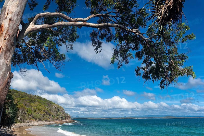 Eucalyptuses (Eucalyptus), tree, eucalyptus, flora, on the east coast, Queensland, Australia