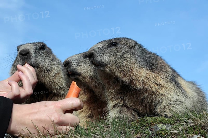 Three adult Alpine Marmot, Marmota marmota, being fed with carrots by a tourist. Blue sky in the background