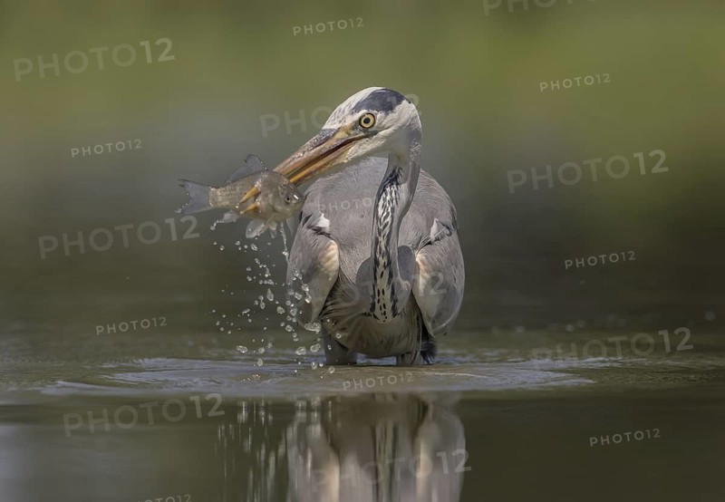 Grey Heron (Ardea cinerea) has impaled a fish, Hungary