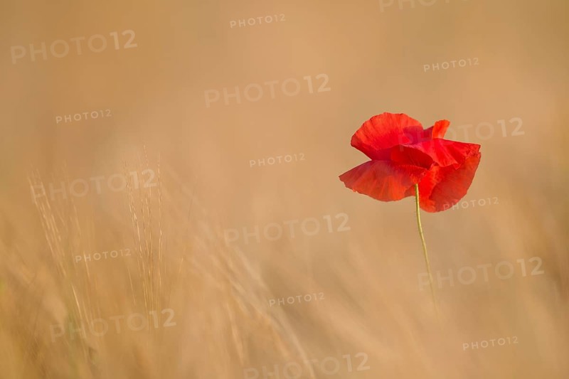 Common field poppy (Papaver rhoeas) red flower in a field of barley in summer, Suffolk, England, United Kingdom