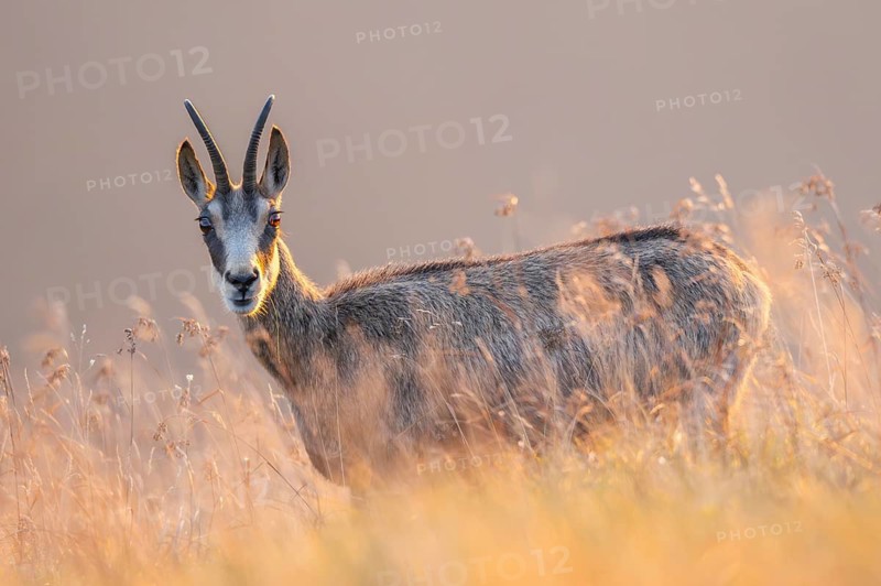 Chamois (Rupicapra rupicapra) on a meadow in the Vosges Mountains, wildlife, France