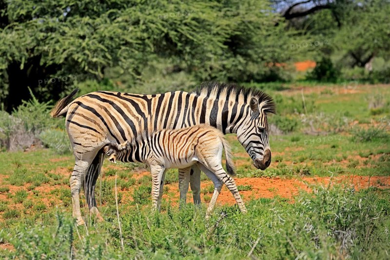 Burchell's zebra (Equus quagga burchelli), Burchell's zebra, adult, female, mother, young, suckling, social behaviour, Mokala National Park, Northern Cape, South Africa