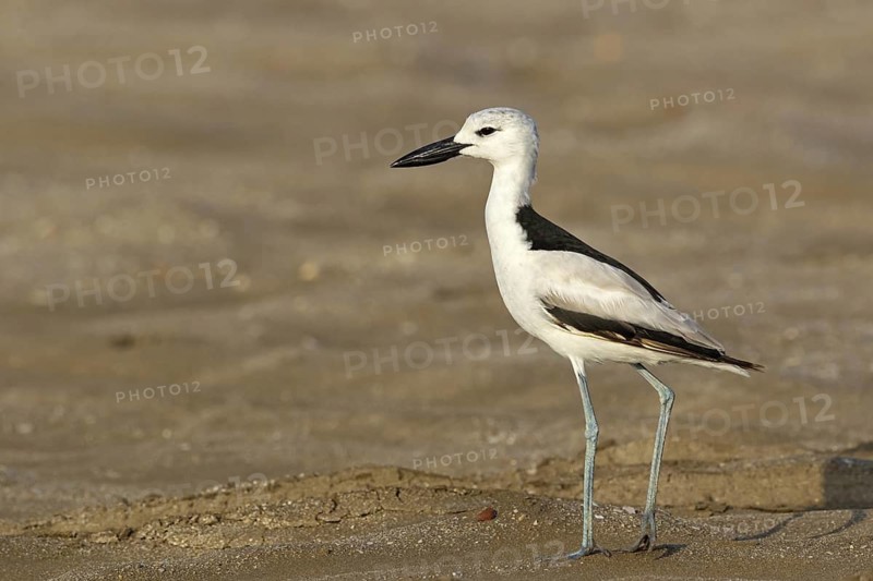 Heroncatcher, (Dromas ardeola), animals, birds, biotope, habitat, foraging, waters, As Sawadi, Al Batinah South Governorate, Oman