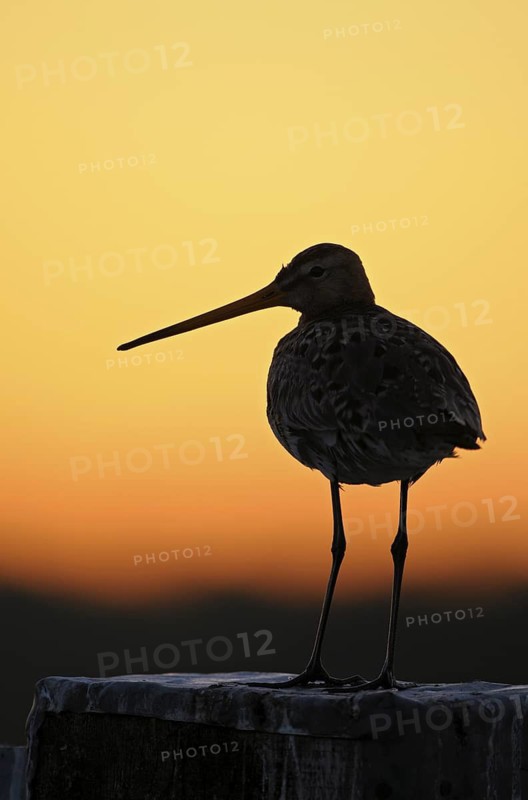 Uferschnepfe (Limosa limosa), Black-tailed Godwit, Altvogel auf Sitzwarte, gegen den roten Morgenhimmel, Sonnenaufgang, April, Nijkerk, Niederlande