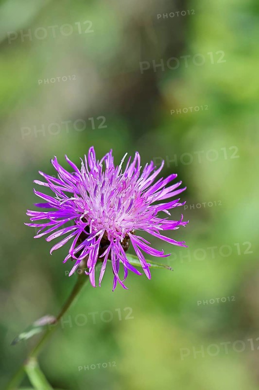 Meadow knapweed or common knapweed (Centaurea jacea), flower, Wilnsdorf, North Rhine-Westphalia, Germany