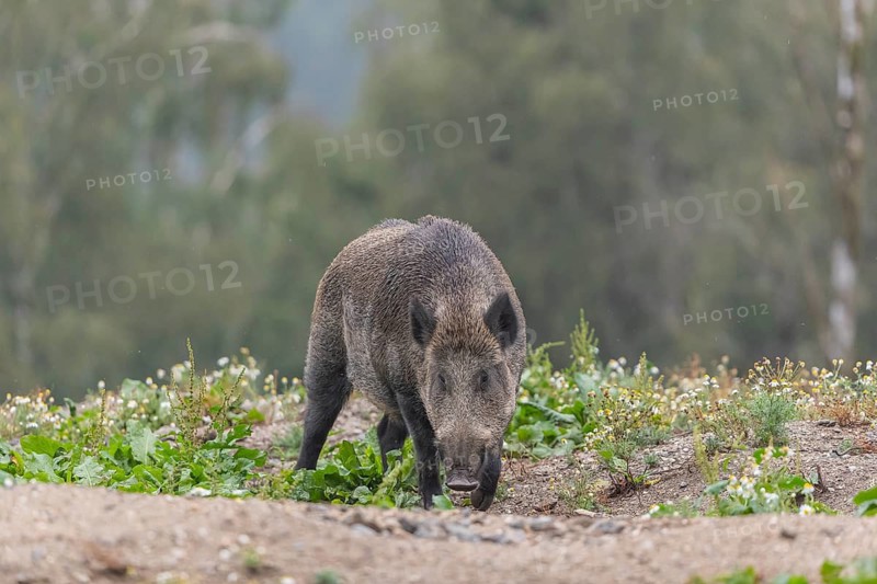 One adult wild boar or wild pig (Sus scrofa) searching for food on a flowering meadow in late afternoon light with a forest in first autumnal colours in the background
