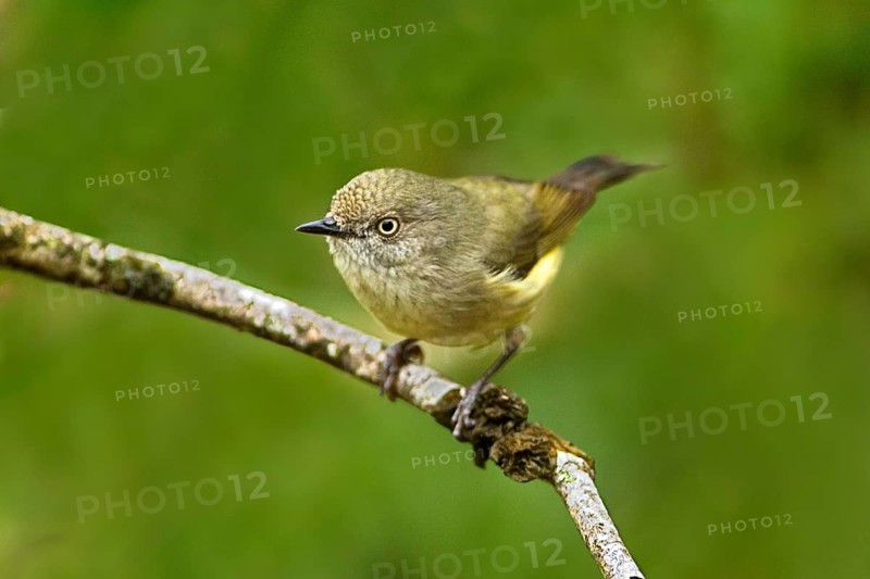 Mountain Thornbill (Acanthiza katherina), Queensland, Australia