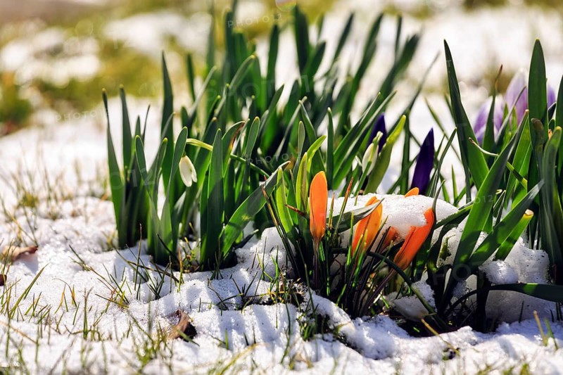 Crocus (Crocus vernus) in a meadow, remnants of snow, Weserbergland, Germany