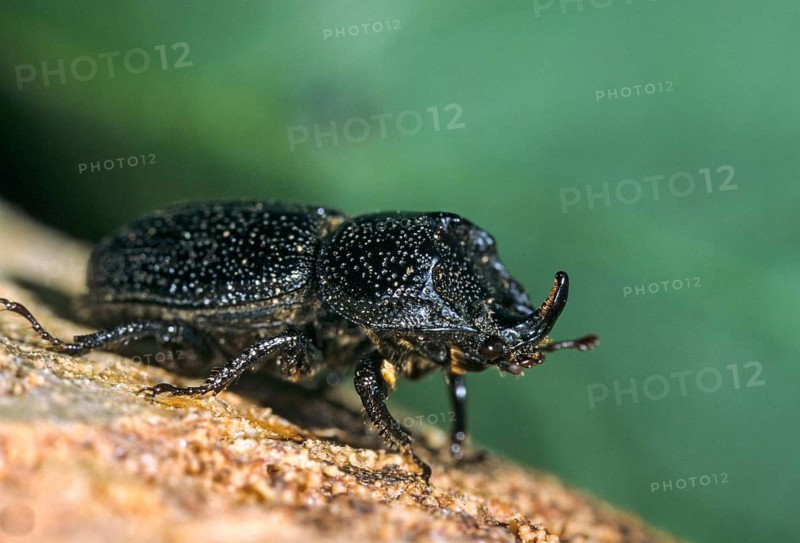 Headhorn Schröter, Rhinoceros stag beetle, Sinodendron cylindricum, beetle, insects, beetles
