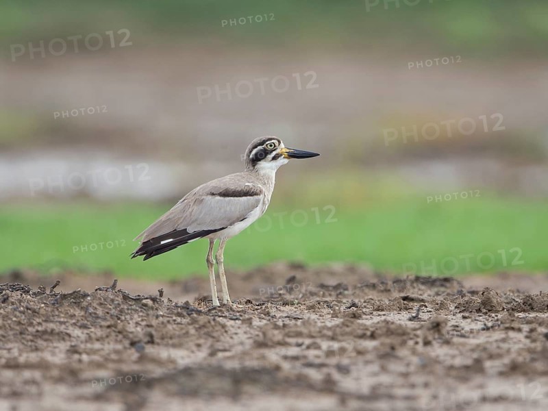 Great Stone-curlew (Esacus recurvirostris), Sri Lanka