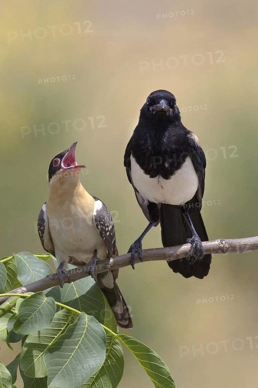 Great Spotted Cuckoo & Eurasian Magpie (Clamator glandarius & Pica pica) juvenile, Castile-La Mancha, Spain