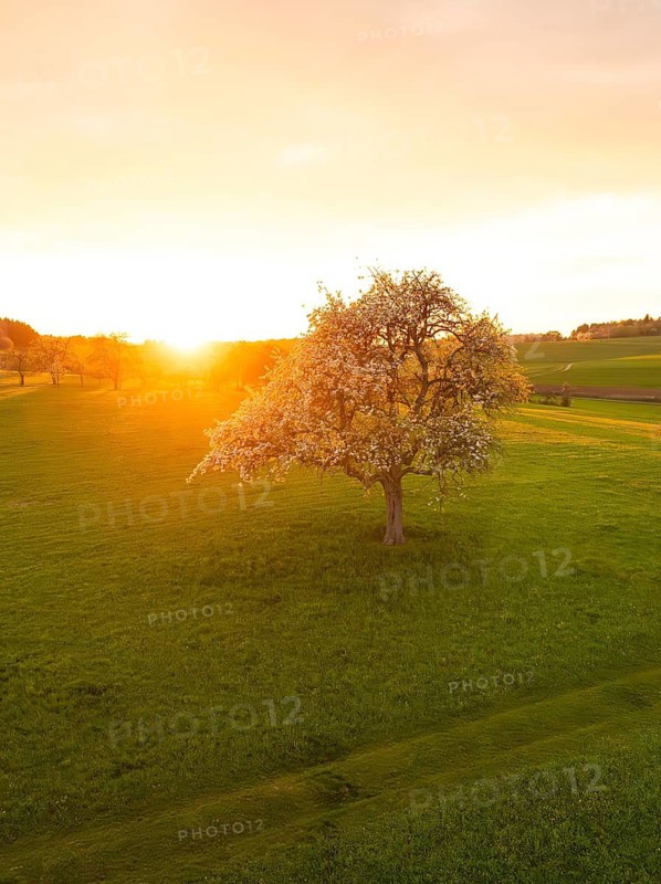 Blossoming tree in a meadow during a golden sunset, Gechingen, district of Calw, Black Forest, Germany