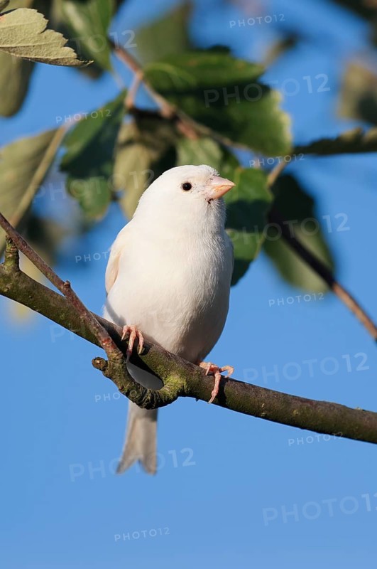 Canary (Serinus canaria, domestic form), white, escaped bird, North Rhine-Westphalia, Germany