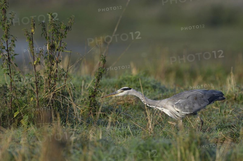 Grey heron (Ardea cinerea) hunting in a meadow, Lower Rhine, North Rhine-Westphalia, Germany