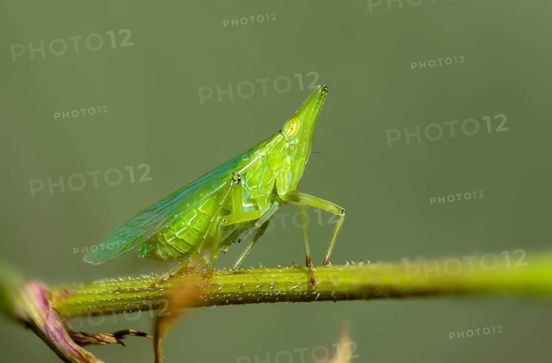 Dictyophara europaea, European lantern fly, European lantern bearer, lantern bearer, insects, cicada