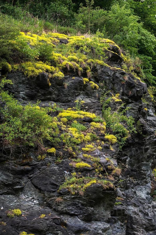 Crassulaceae, thick-leafed plants, sedum spec., Vogtland Switzerland, diabase, Elstertal, rocky ground, flora, stonecrop, nature reserve, nature reserve, plants, rockery, Vogtland