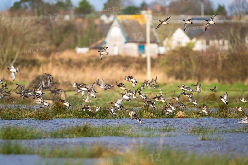 Eurasian Wigeon, (Mareca penelope) birds in flight over marshes