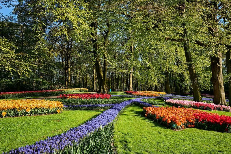 Blooming pink tulips flowerbeds in Keukenhof flower garden, also known as the Garden of Europe, one of the world largest flower gardens and popular tourist attraction. Lisse, the Netherlands