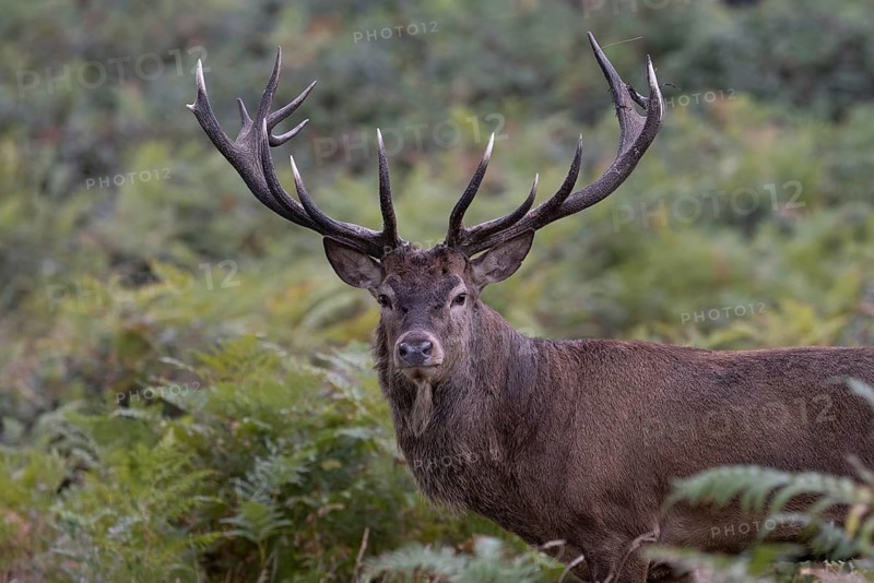 Red deer at the rutting 2025, London, Great Britain