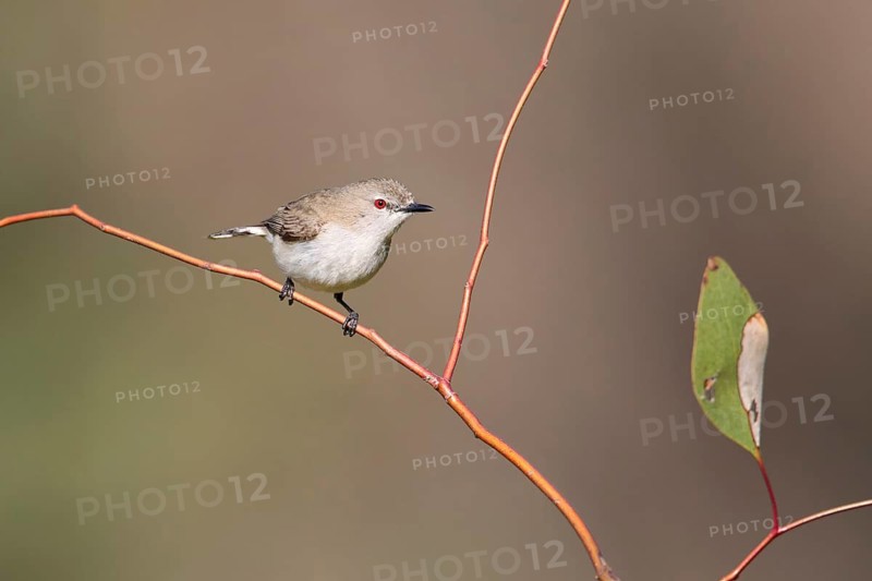 Western Gerygone (Gerygone fusca), New South Wales, Australia