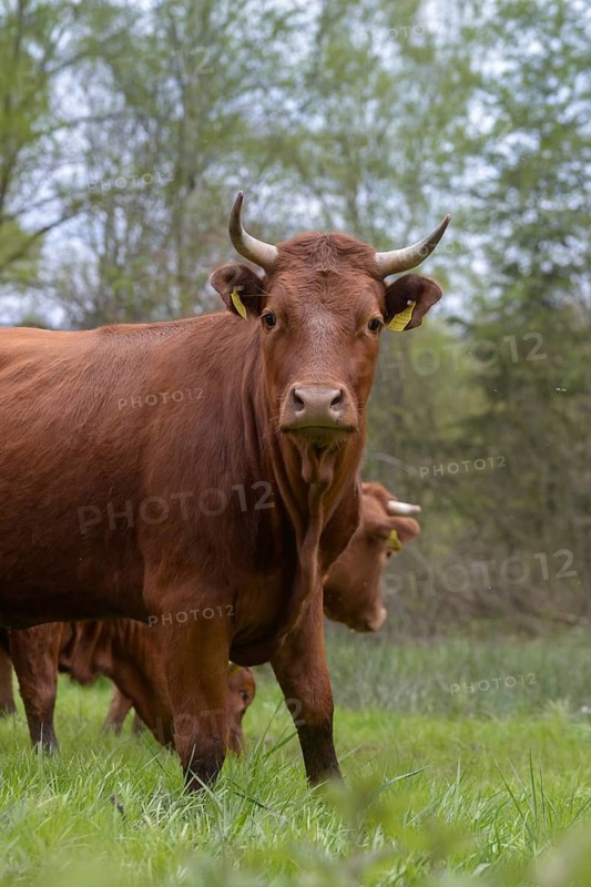 Artiodactyla, Bavaria, Bos Taurus sspec.5, cattle, even-toed ungulate, high-altitude cattle, Upper Palatinate, cloven-hoofed cattle, Tirschenreuth, Waldnaab, Waldnaabaue, wild willows Waldnaabaue, domesticated animals, extensive grazing, pet, high size, portrait format, mammals, cattle, mammals