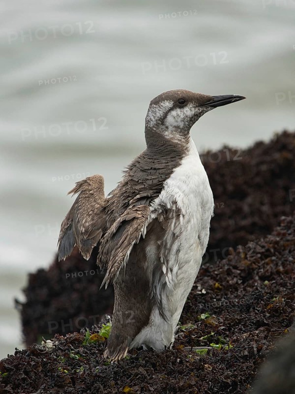 Common Murre (Uria aalge) juvenile, Schleswig-Holstein, Germany