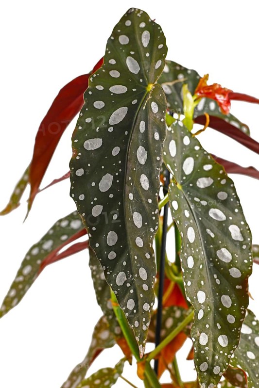 Leaf of tropical 'Begonia Maculata' houseplant with white dots isolated on white background