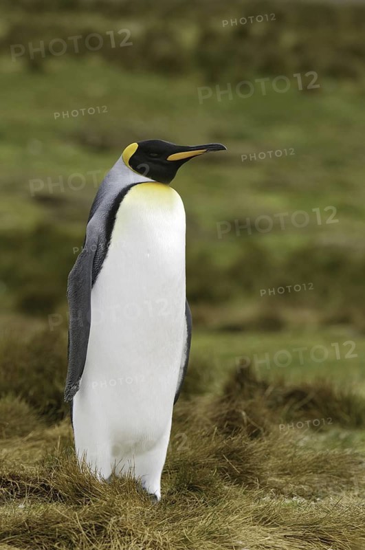 King Penguin (Aptenodytes patagonicus), Falkland Islands