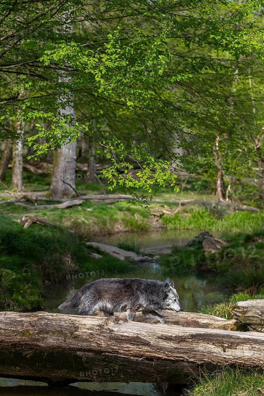 One Timberwolf, Canis lupus lycaon, walking over a fallen tree to cross a creek. Trees, creek and green grass in the background