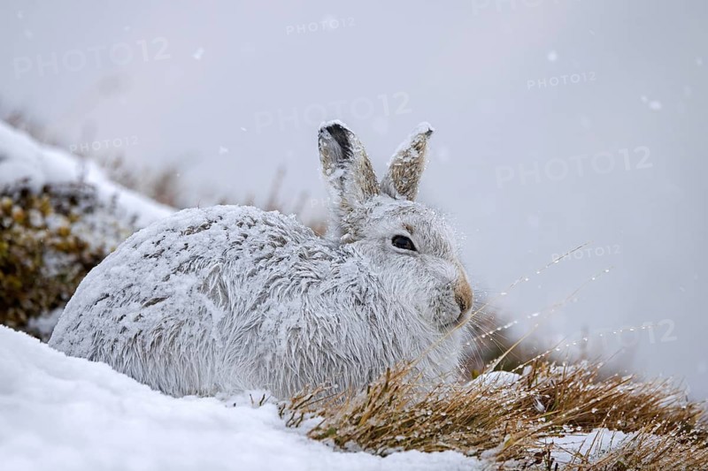 Mountain hare, alpine hare, snow hare (Lepus timidus) in white winter pelage resting in the hills in late winter, Cairngorms National Park, Scotland, United Kingdom