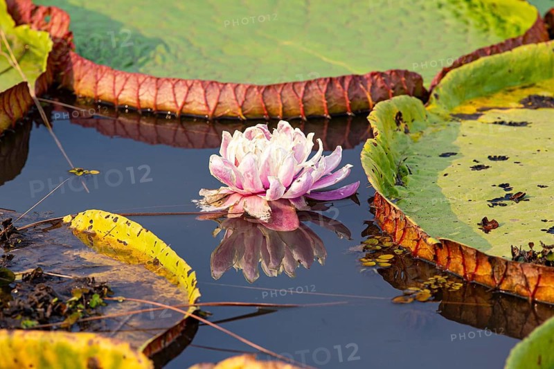 Giant water lily (Victoria amazonica) Pantanal Brazil
