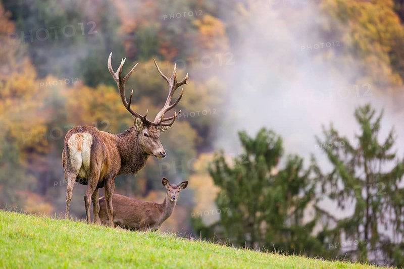 A red deer stag (Cervus elaphus) and a hind are standing in a meadow in hilly terrain. A forest with autumn leaves can be seen in the background. Wisps of mist drift over the forest