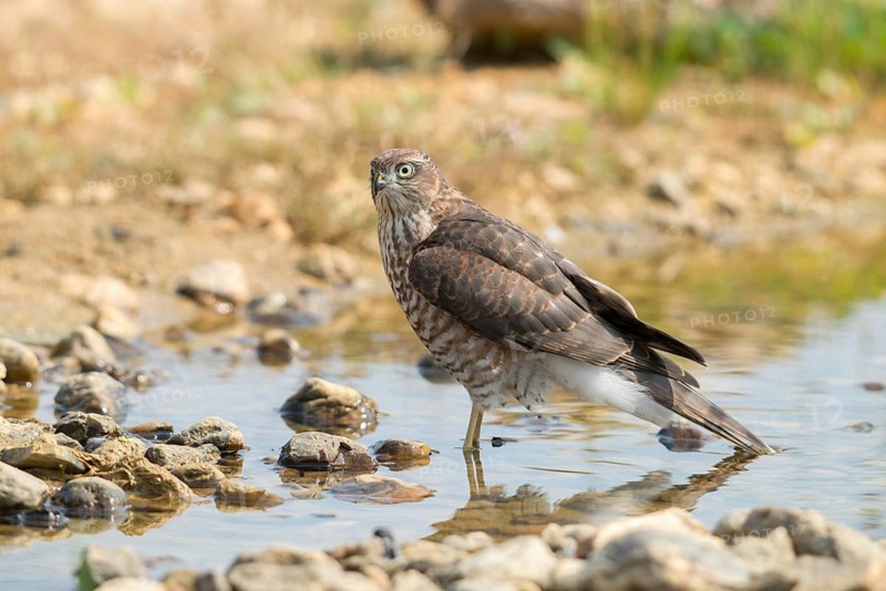Accipiter Nisus, Accipitriformes, Sparrowhawk, Sparrowhawk, Bath, Bird Bath, Birds, Falconiformes, Raptors, Raptors, Potions, Birdbath, Birds, Watering Place