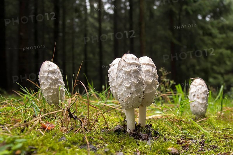 Agaricales, Coprinus Comatus, Coprinus Ovatus, Coprinus Porcellanus, Egg Tinting, Lawyer's Wig, Porcelain Tinting, Crested Tinting, Shaggy Ink Cap, Shaggy Mane, Asparagus Mushroom, Inkmushroom, Fungi, Fungus, Mushrooms