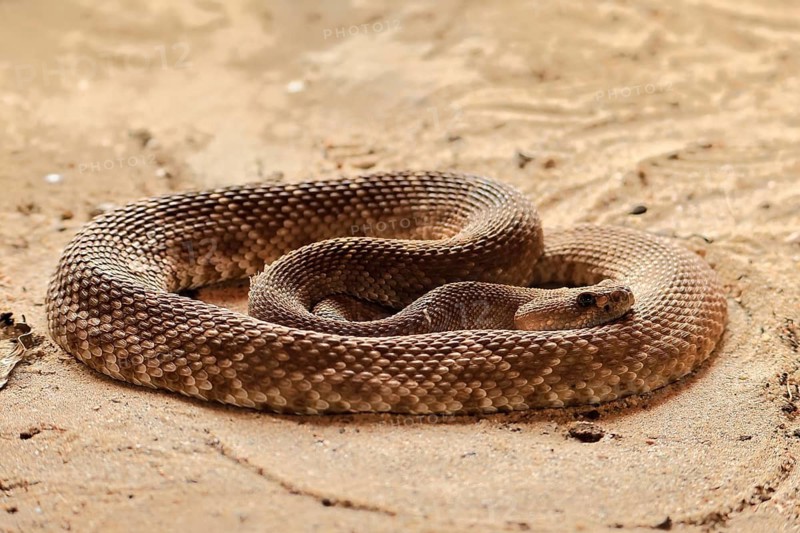 Red diamond rattlesnake (Crotalus ruber), adult, on ground, warming up, sunbathing, alert, California, North America, USA