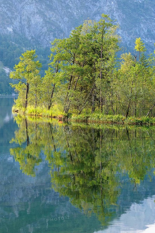 The tree-covered floating island in Lake Almsee bathed in the early morning light. Austria