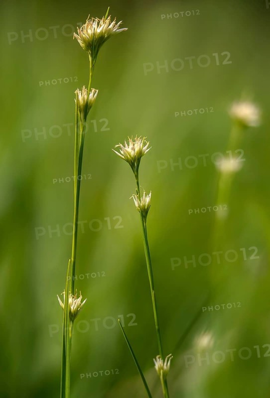 Cyperaceae, Rhynchospora Alba, Sour Grass, White Beak, White Beak Ried, Flora, High Size, Portrait, Plants, White Beak-Sedge