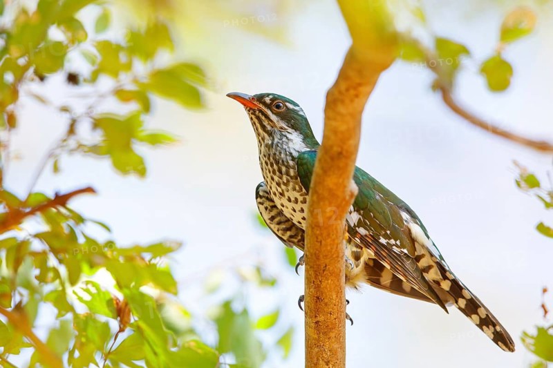 Golden cuckoo, Afrotropical species, family of golden cuckoos, cuckoo, (Chrysococcyx caprius), Wadi Darbat, Salalah, Dhofar, Oman