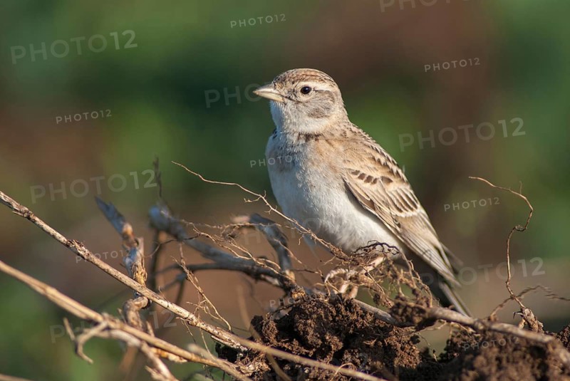 Calandrella brachydactyla, short-toed lark, birds, Bulgaria, larks, passeri, songbirds, songbirds, birds