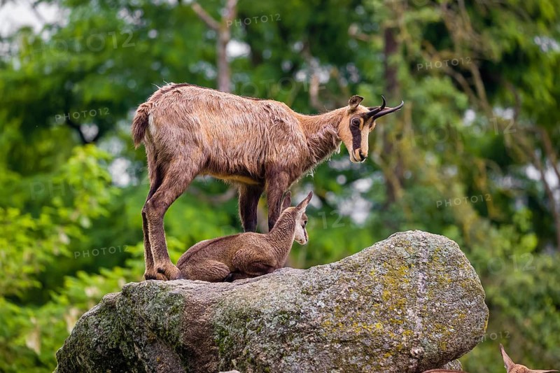 An adult female chamois (Rupicapra rupicapra) and her cub stand on a rock. A green forest is in the background