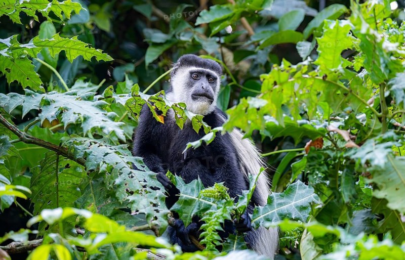 West African guereza or mantelaffe (Colobus guereza occidentalis) in dense vegetation, Bigodi, Western Region, Uganda