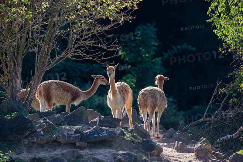 Three vicunas (Lama vicugna) stand on rocky terrain under a tree in a backlit scene