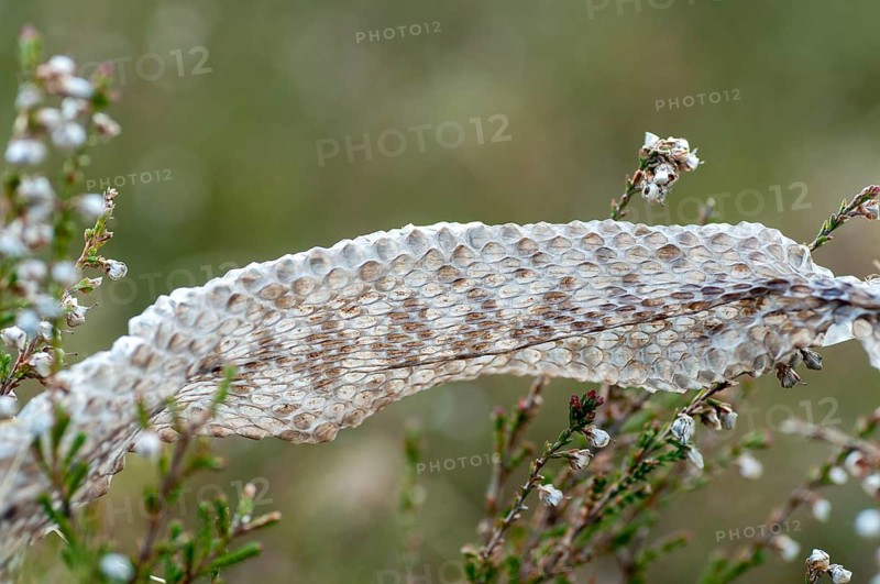 European adder, European viper, venomous snake, vipera berus, critters, poisonous, skin, molting, reptilia, reptilia, reptiles, snakes, slough, snakes