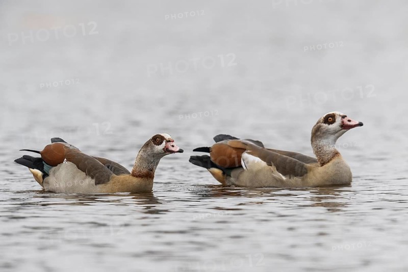 Egyptian geese (Alopochen aegyptiacus), swimming, Emsland, Lower Saxony, Germany