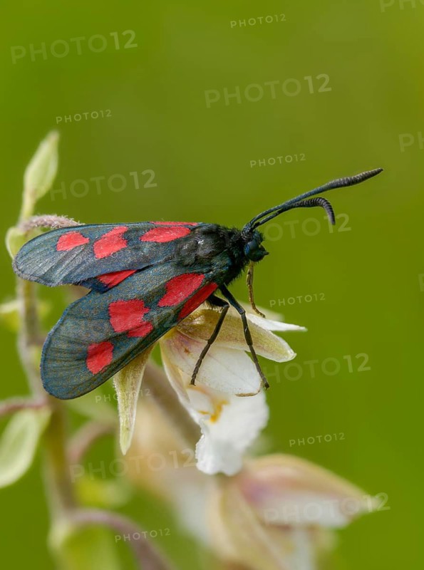 Common marsh root, epipactis palustris, wetland ram, five-spot burnet, clover ram, orchidaceae, orchids, orchid plants, marsh horn clover ram, swamp sitter, marsh worm, white marsh root, zygaena trifolii, blood droplets, butterfly, flora, high size, portrait, insects, insects, marsh helleborines, moths, moths, plants, plants, butterfly, ram