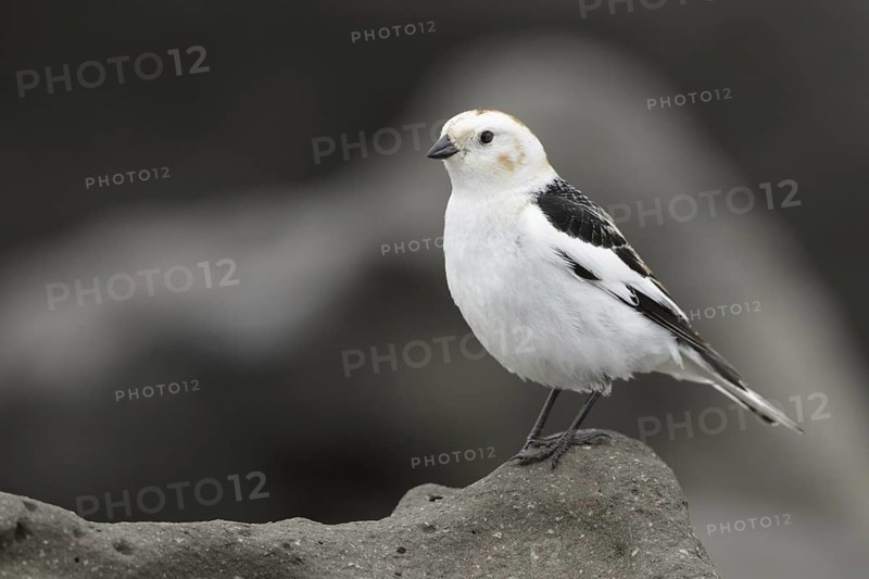 Snow Bunting (Plectrophenax nivalis) male, Myvatn, Iceland