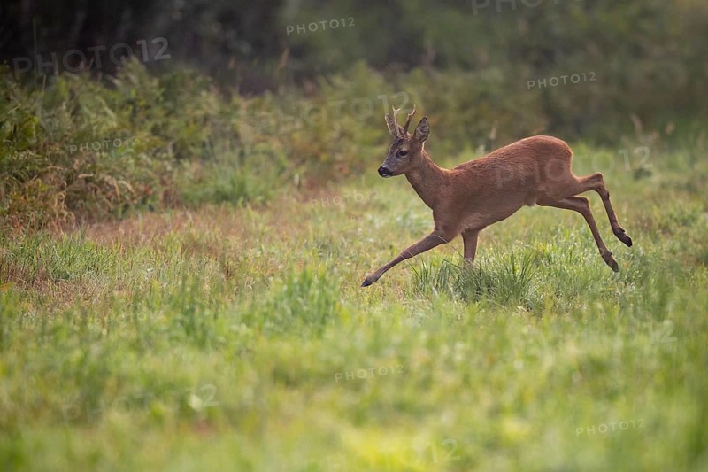 A roe deer (Capreolus capreolus) during the rutting season, Vechta, Lower Saxony, Germany