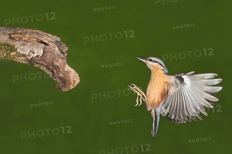 Eurasian Nuthatch (Sitta europaea) landing on a branch, Aosta Valley, Italy