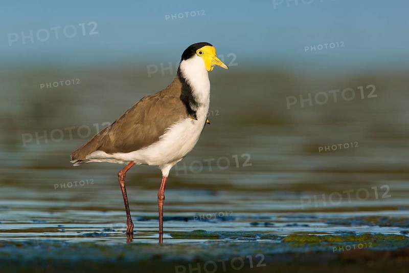 Masked Lapwing (Vanellus miles) foraging, Victoria, Australia